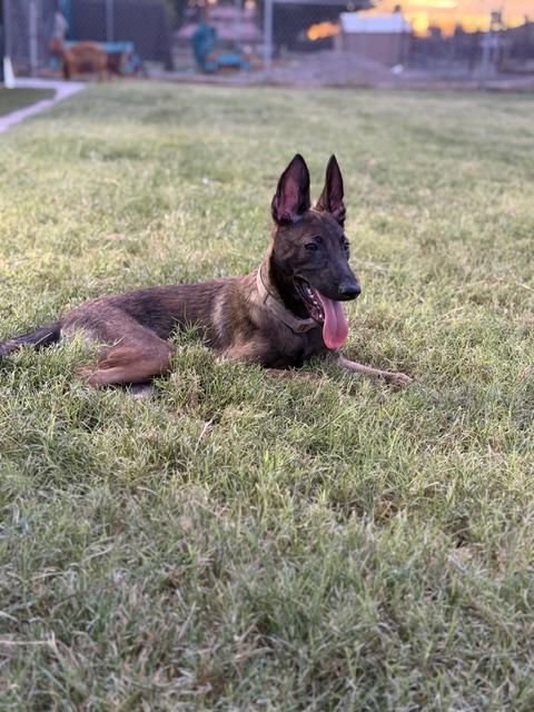 Enlarge Dale, a Adoptable Belgian Shepherd / Malinois in Glendale, AZ image 4/5