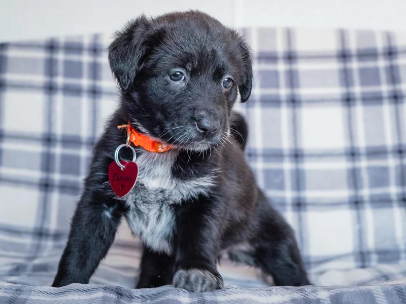 Carina, a hold mixed breed in Pointe-Fortune, QC image 3/3