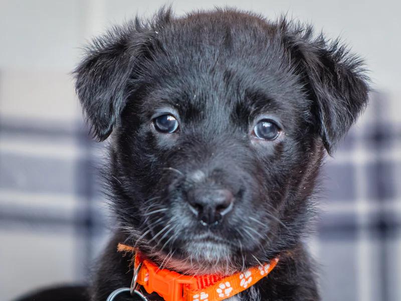 Carina, a hold mixed breed in Pointe-Fortune, QC image 2/3