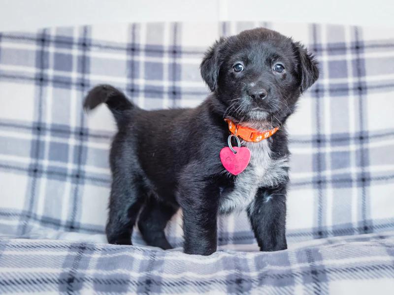 Carina, adopted, Puppy Female Labrador Retriever.