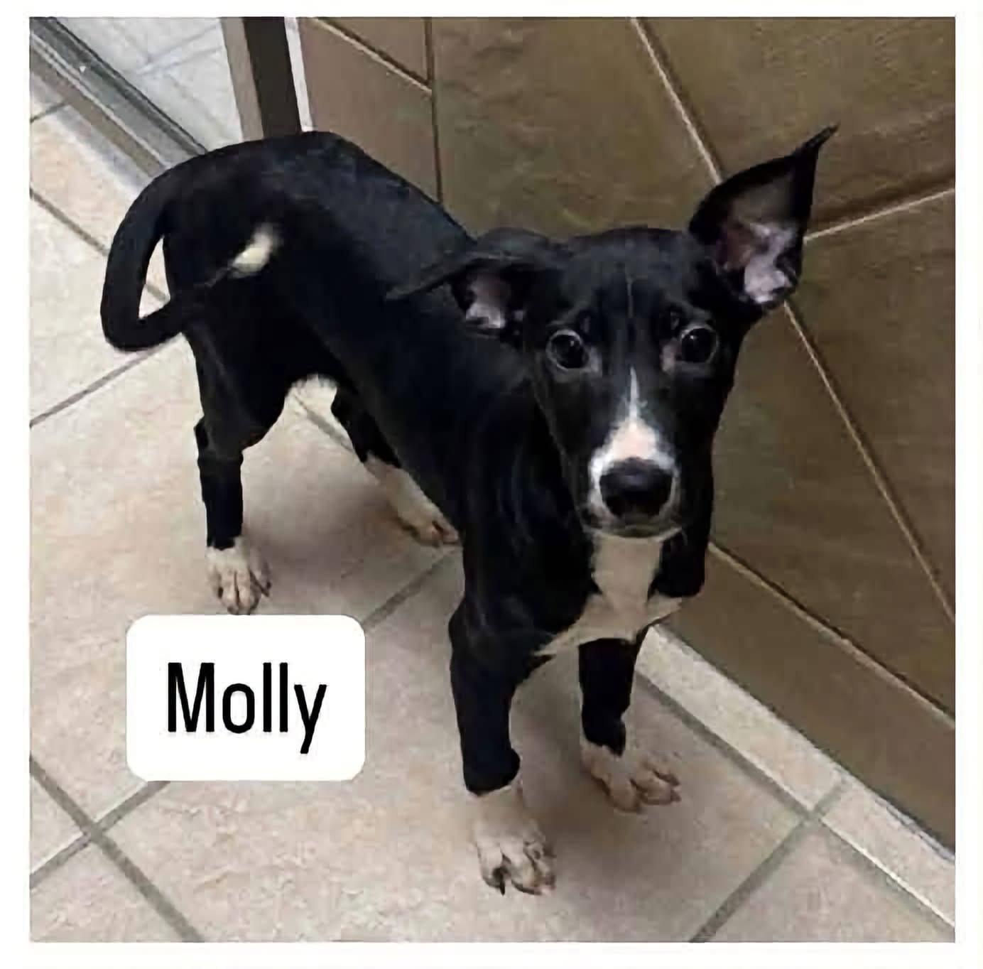 Molly, Adoptable, Puppy Female Australian Cattle Dog / Blue Heeler.