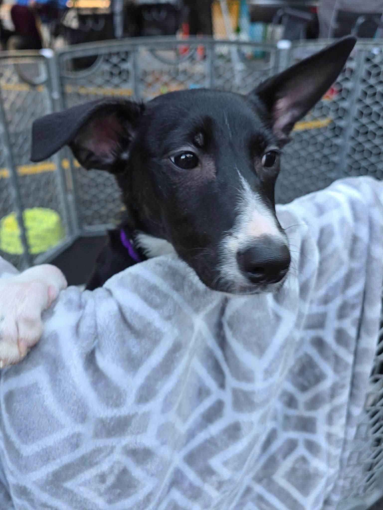 Enlarge Molly, a Adoptable Australian Cattle Dog / Blue Heeler in New London, WI image 3/3