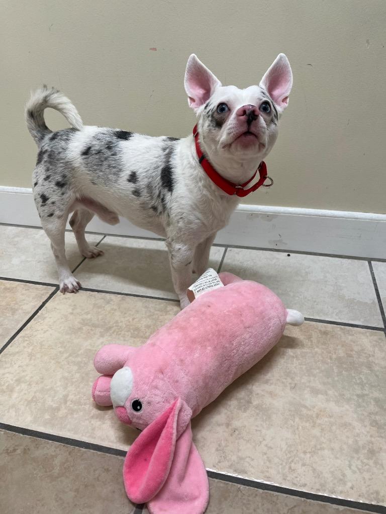 Enlarge Mighty Mouse, a Adoptable mixed breed in Fall River, MA image 2/6