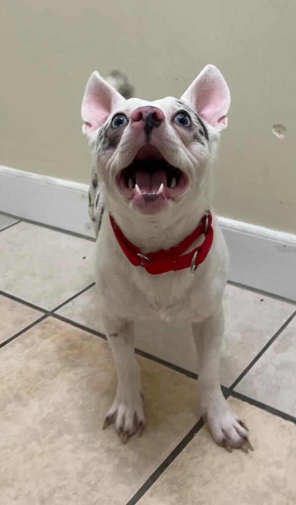 Mighty Mouse, Adoptable, Adult Male Chihuahua & French Bulldog.