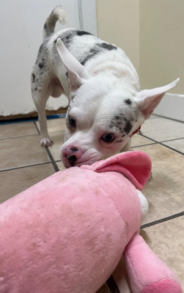 Mighty Mouse, a Adoptable mixed breed in Fall River, MA image 1/6