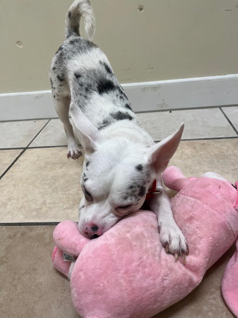 Enlarge Mighty Mouse, a Adoptable mixed breed in Fall River, MA image 6/6