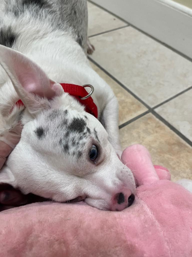 Mighty Mouse, a Adoptable mixed breed in Fall River, MA image 3/6