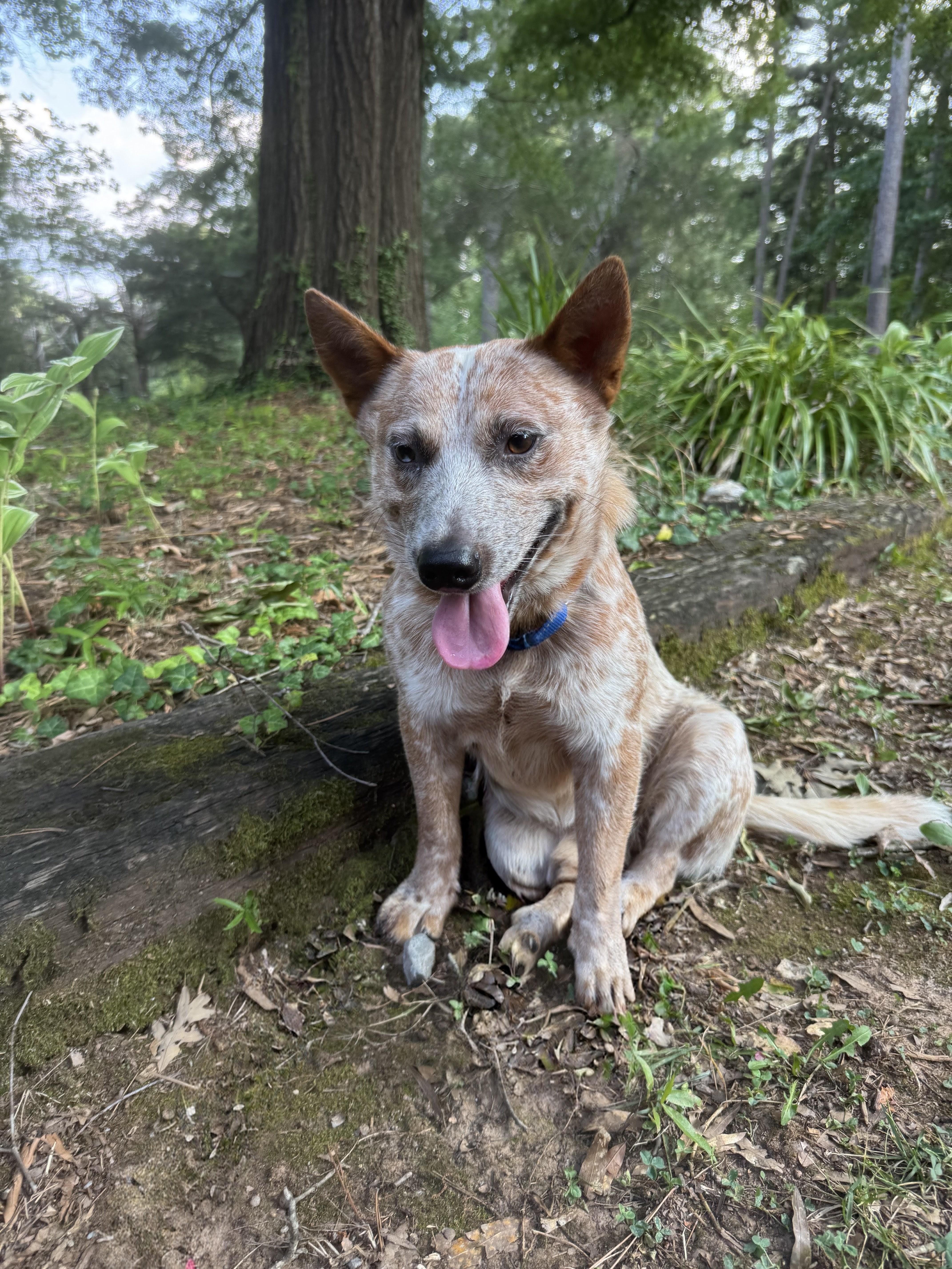 Enlarge Ollie, an adopted Australian Cattle Dog / Blue Heeler in Charlotte, NC image 1/1