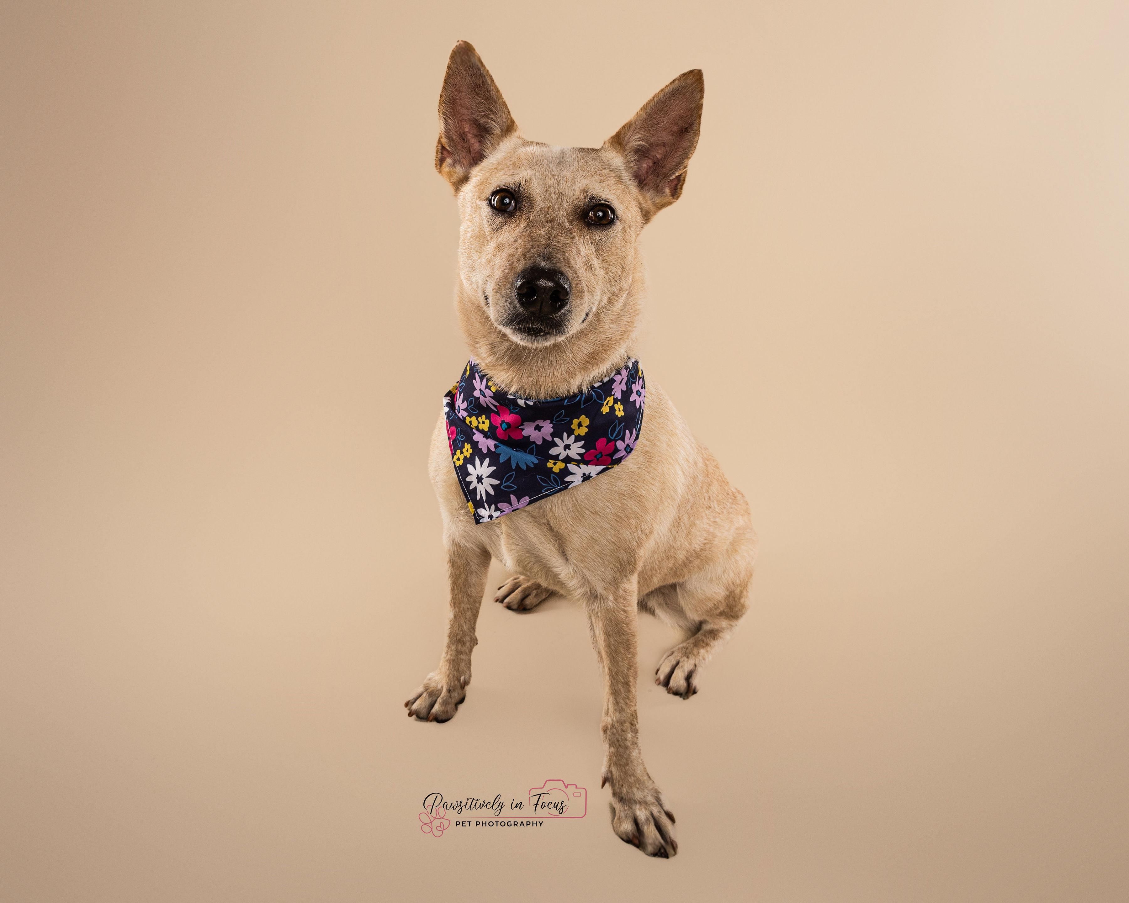 Debbie, a Adoptable mixed breed in Brattleboro, VT image 6/6