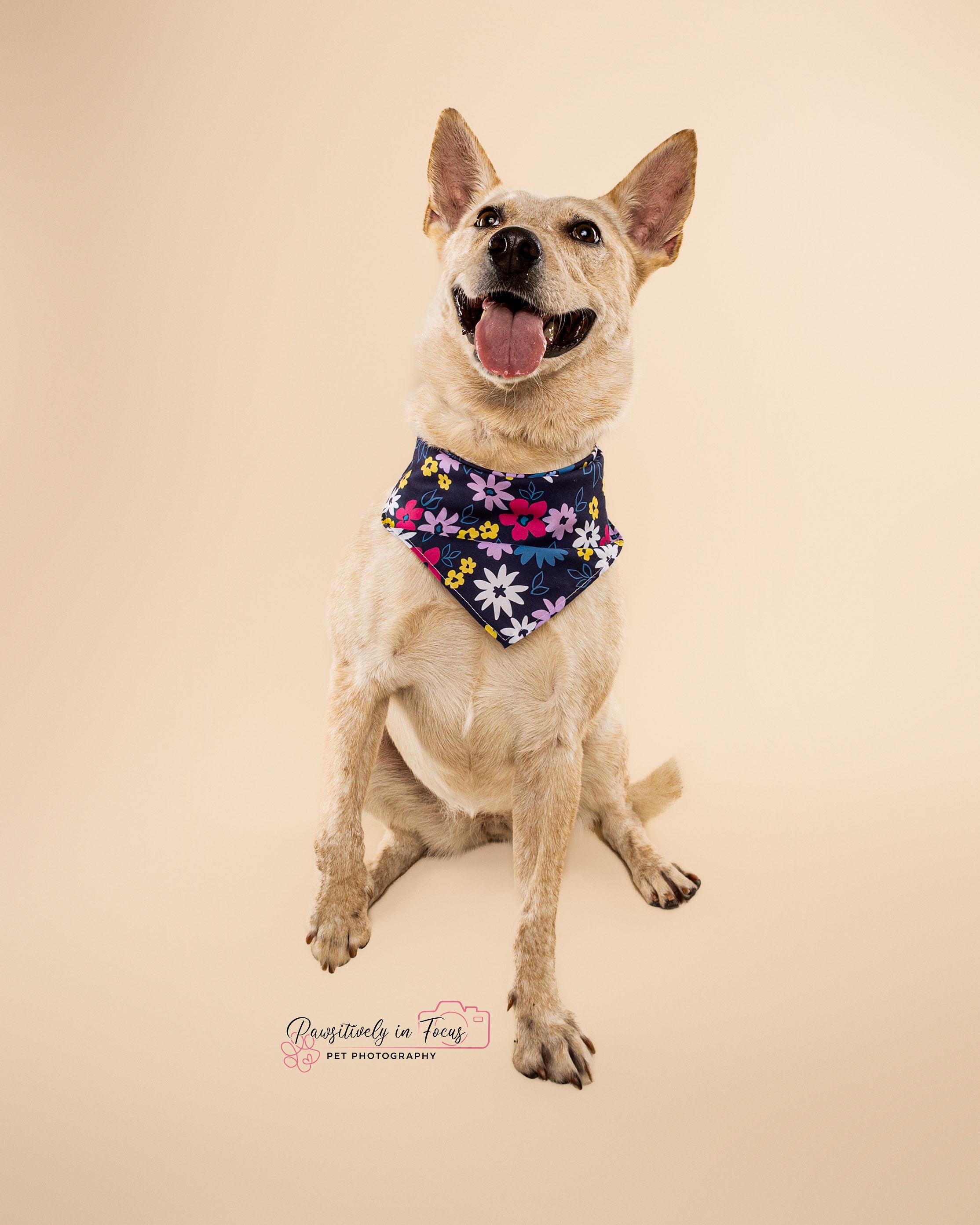Debbie, a Adoptable mixed breed in Brattleboro, VT image 5/6