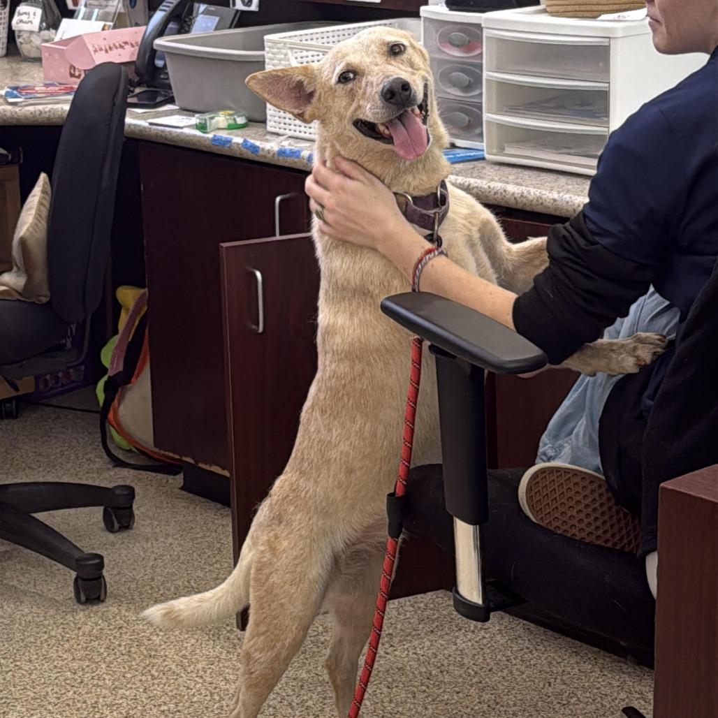 Debbie, a Adoptable mixed breed in Brattleboro, VT image 3/6