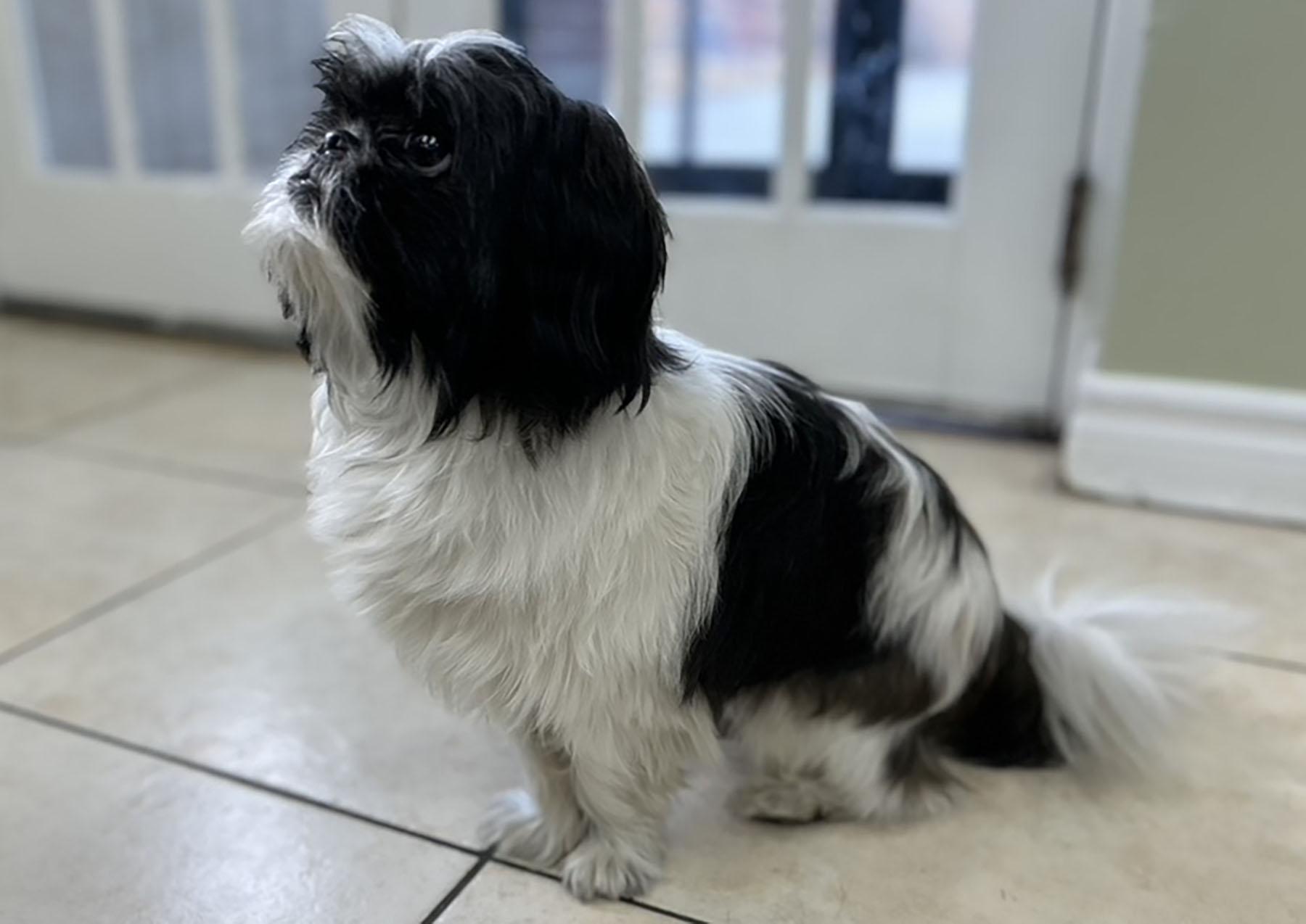 TOKYO, an adoptable Shih Tzu in Montreal, QC image 2/6