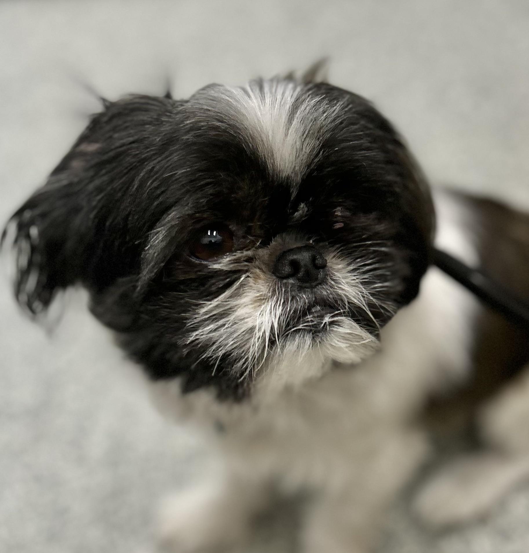 TOKYO, an adoptable Shih Tzu in Montreal, QC image 3/6