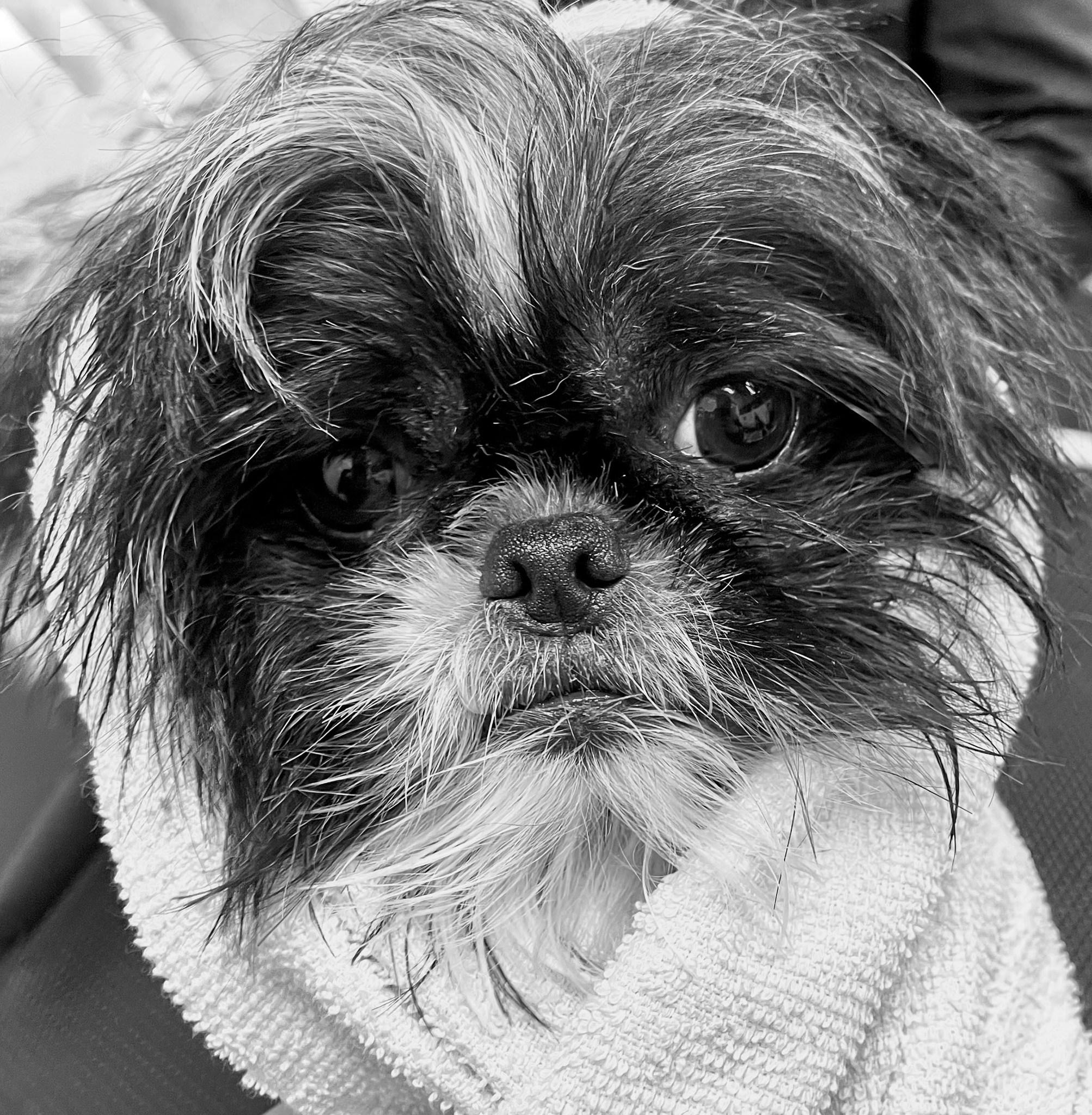 TOKYO, an adoptable Shih Tzu in Montreal, QC image 4/6