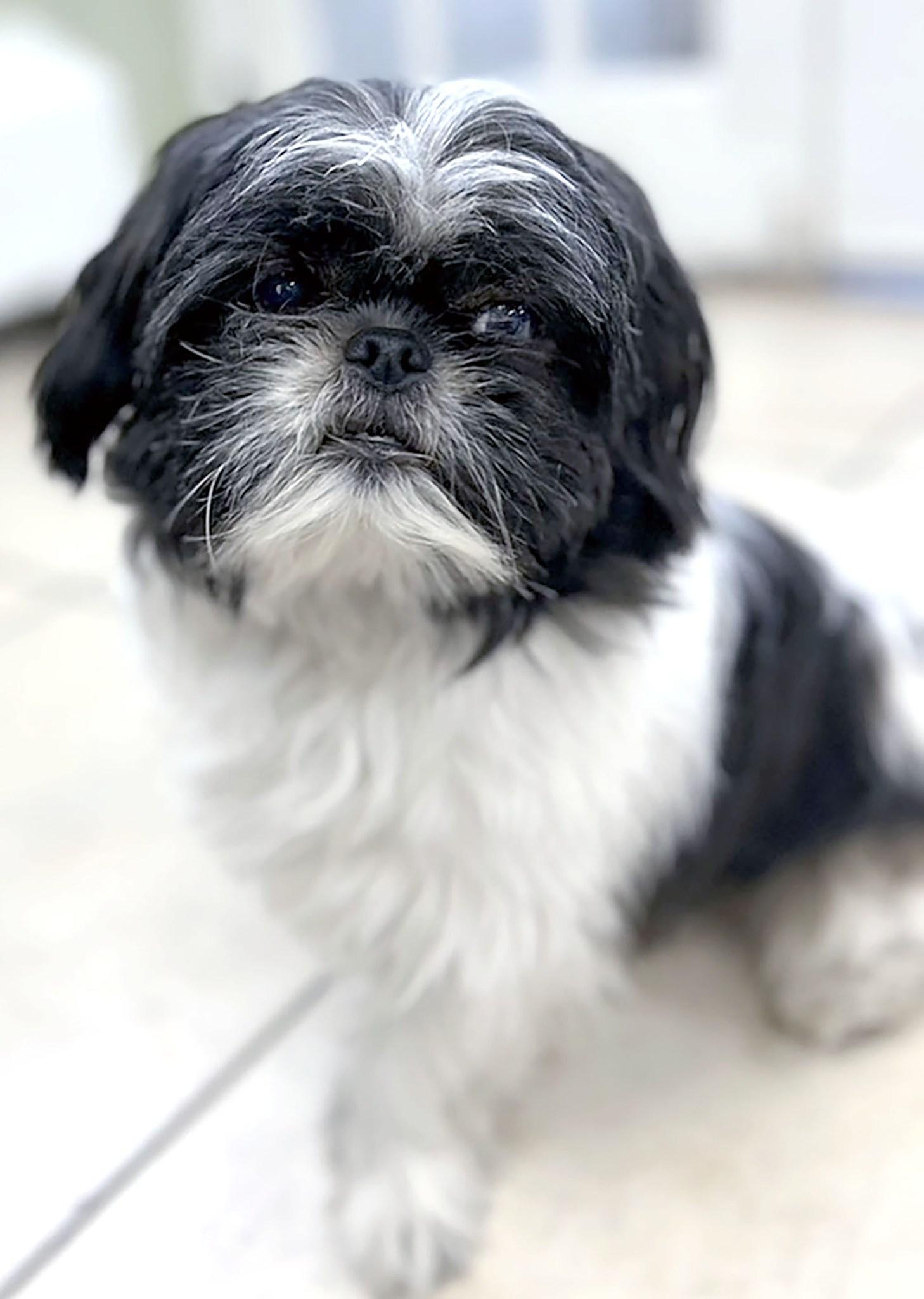 TOKYO, an adoptable Shih Tzu in Montreal, QC image 1/6