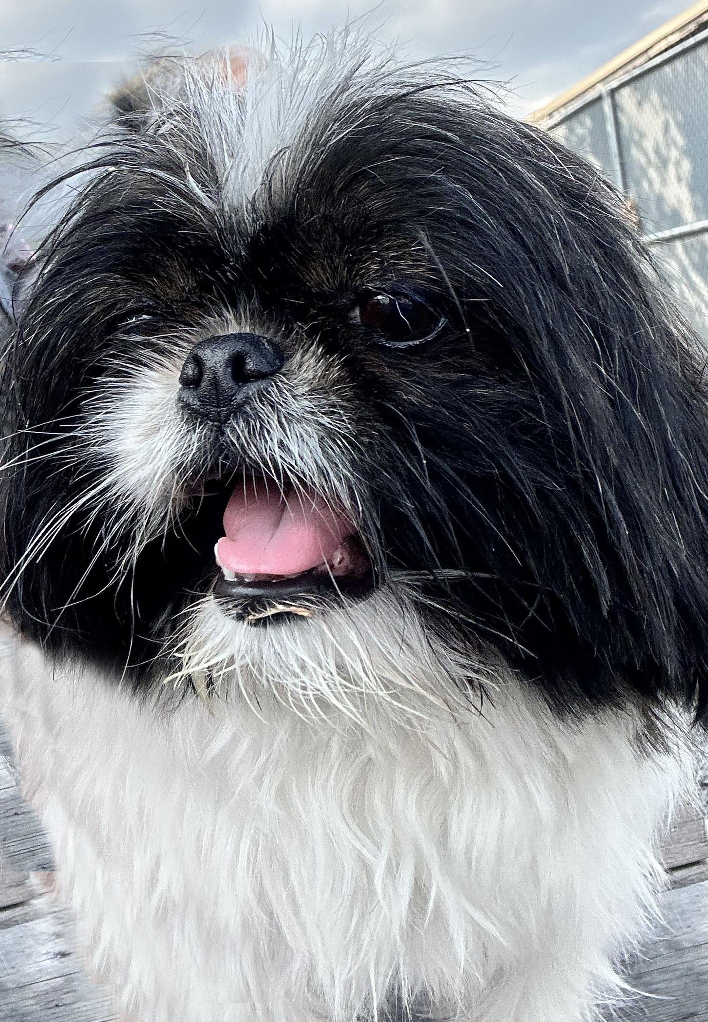 TOKYO, an adoptable Shih Tzu in Montreal, QC image 5/6