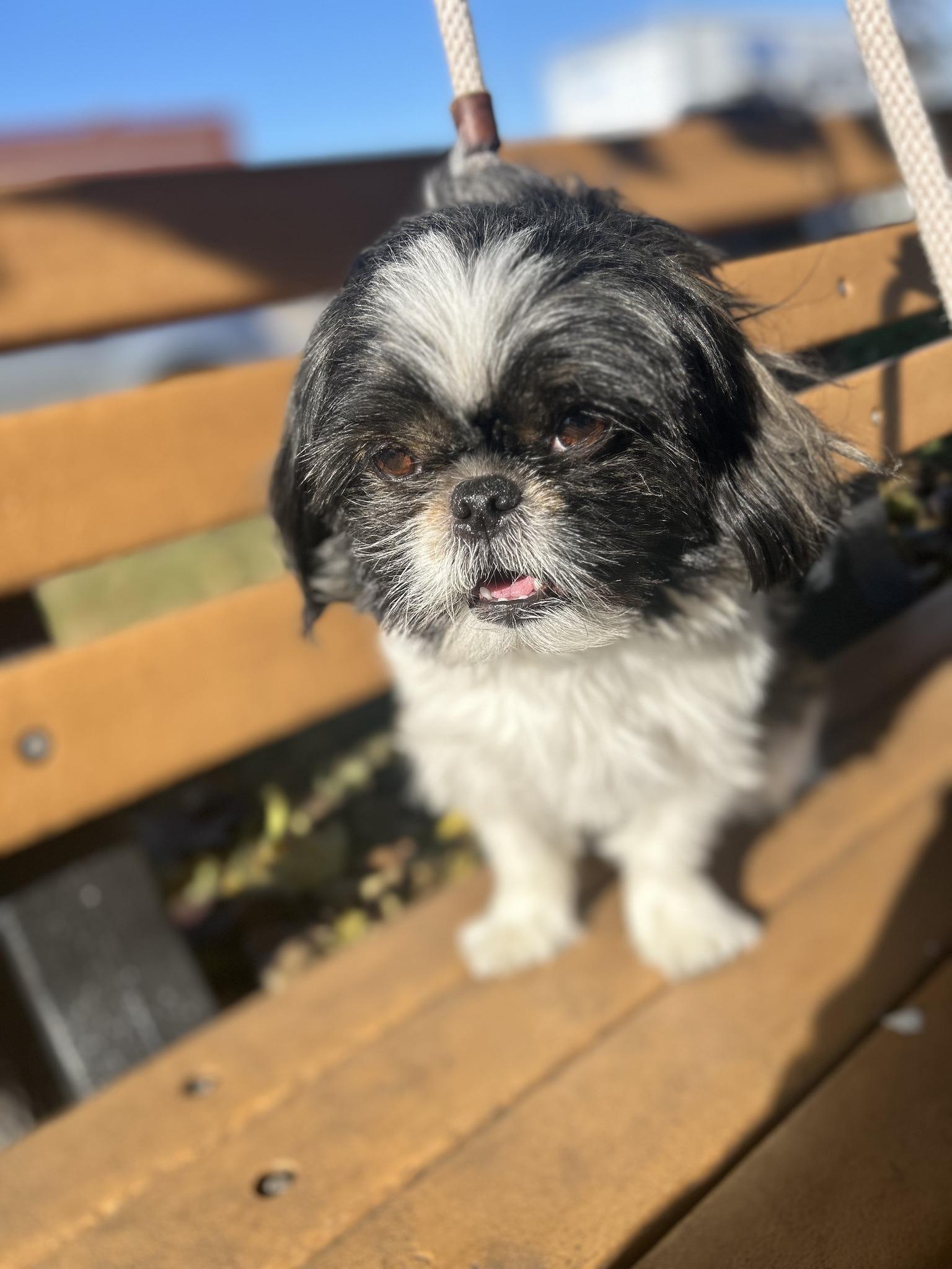 TOKYO, an adoptable Shih Tzu in Montreal, QC image 6/6