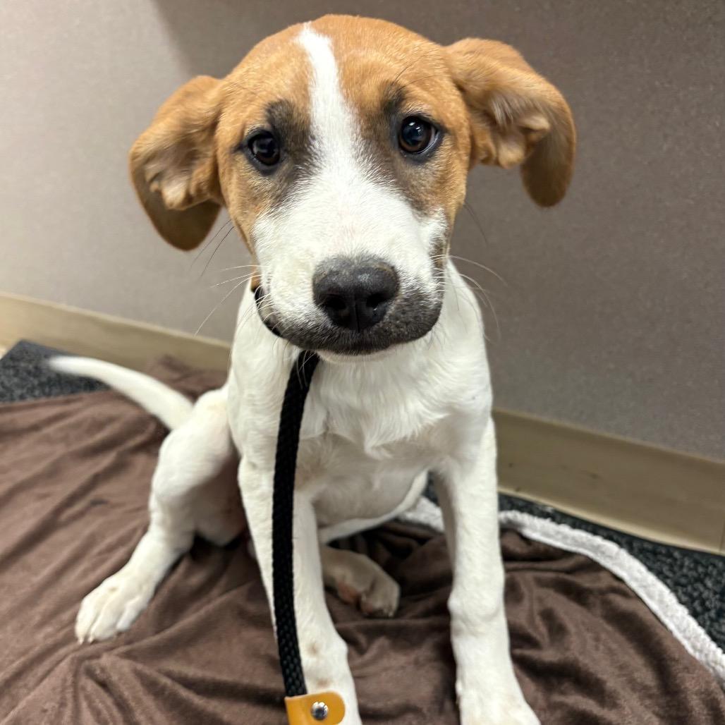 Madeline Wuntch, Adoptable, Puppy Female Mixed Breed.