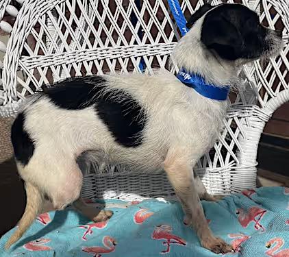 Enlarge Tripod (6 lbs), a Adoptable mixed breed in Santa Ana, CA image 1/3