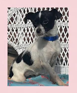 Enlarge Tripod (6 lbs), a Adoptable mixed breed in Santa Ana, CA image 2/3