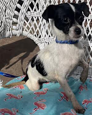 Enlarge Tripod (6 lbs), a Adoptable mixed breed in Santa Ana, CA image 3/3