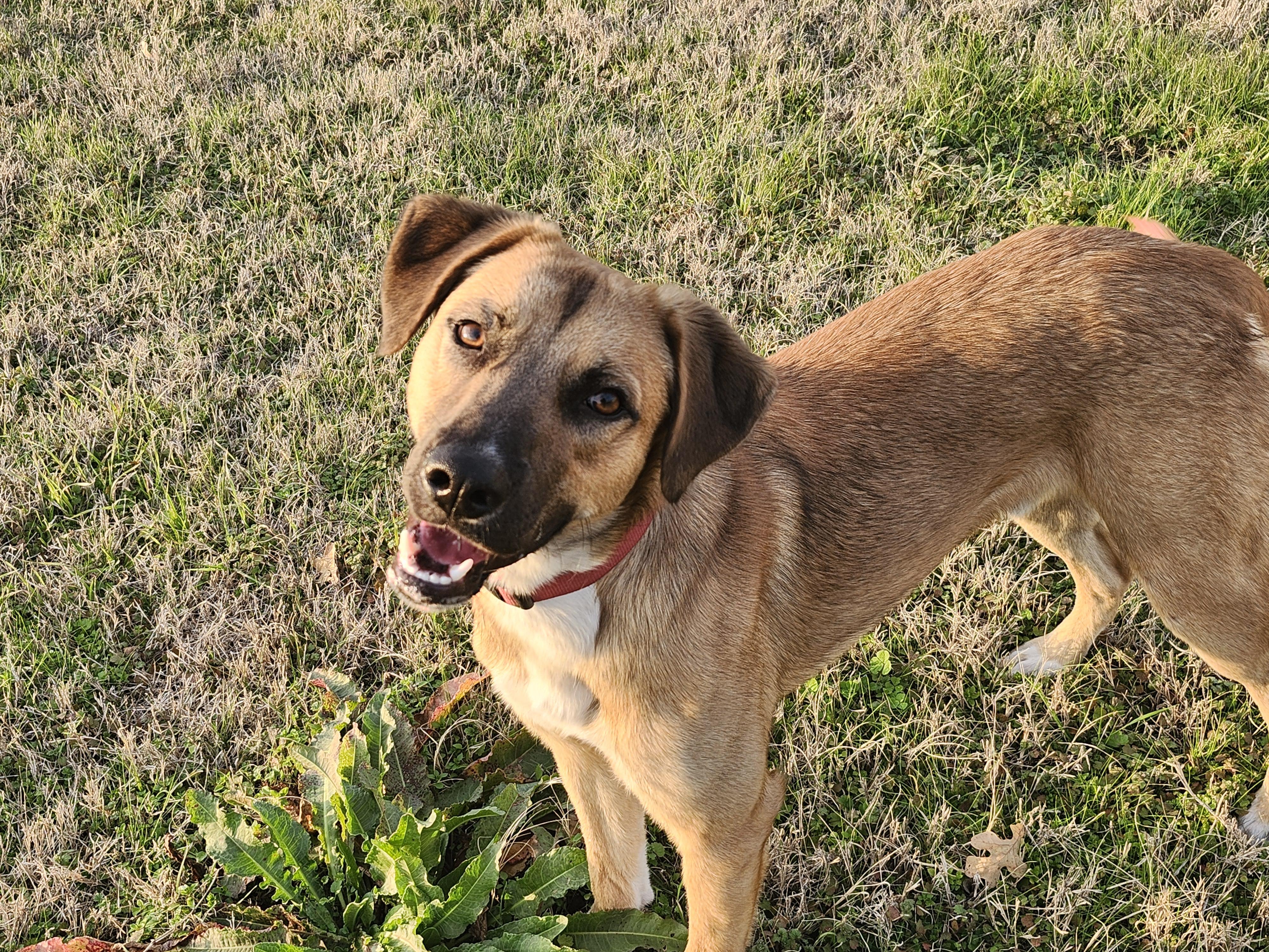 Enlarge Finn, a Adoptable Belgian Shepherd / Malinois in Vancouver, WA image 1/6