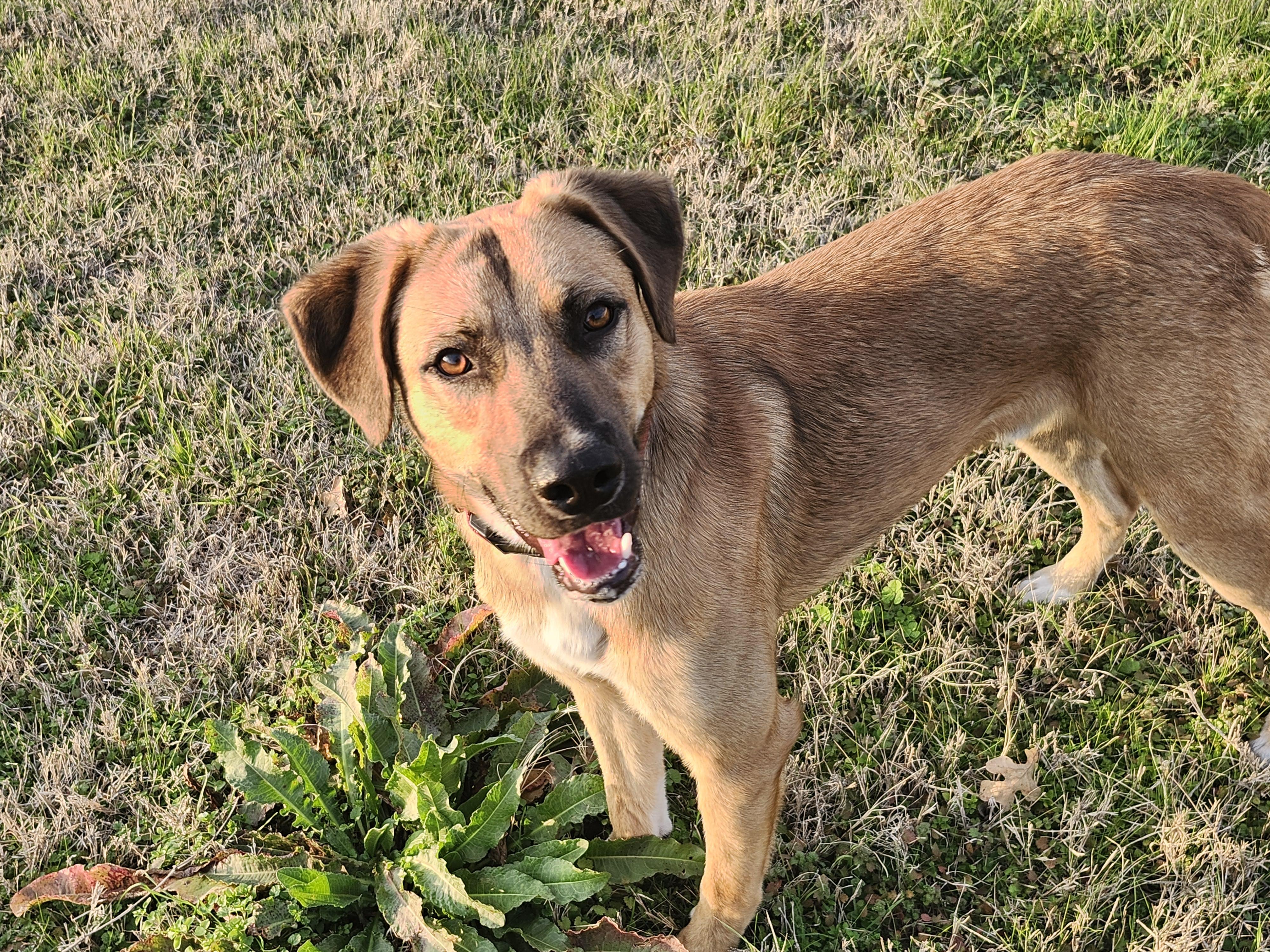 Enlarge Finn, a Adoptable Belgian Shepherd / Malinois in Vancouver, WA image 3/6