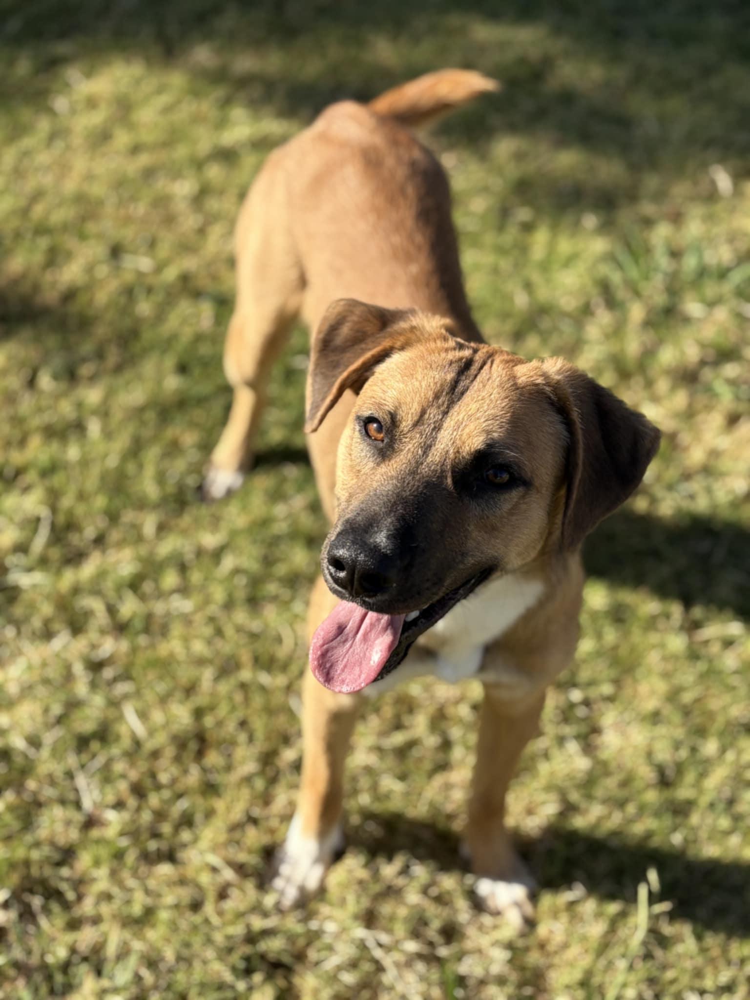Enlarge Finn, a Adoptable Belgian Shepherd / Malinois in Vancouver, WA image 4/6