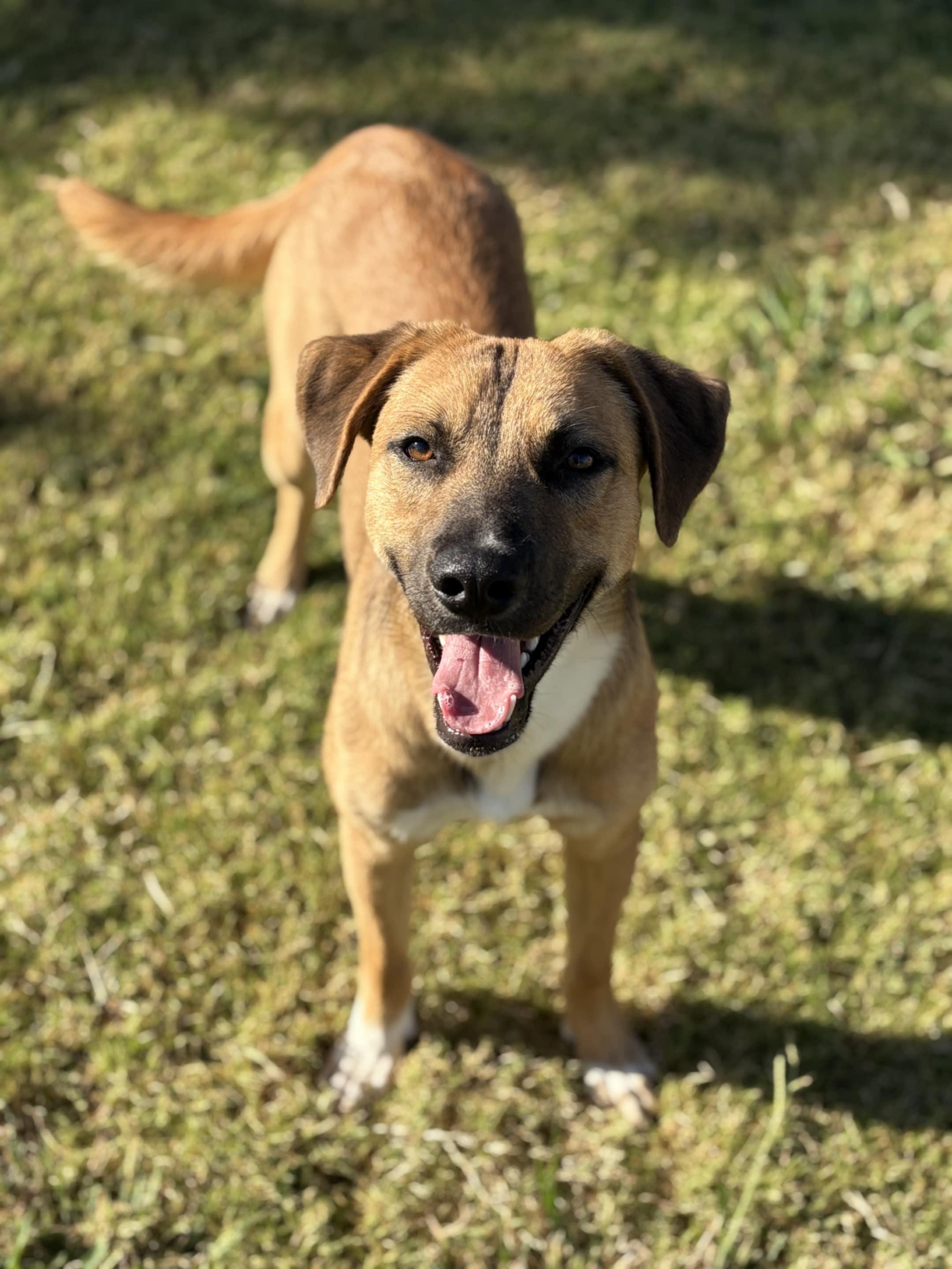 Enlarge Finn, a Adoptable Belgian Shepherd / Malinois in Vancouver, WA image 5/6