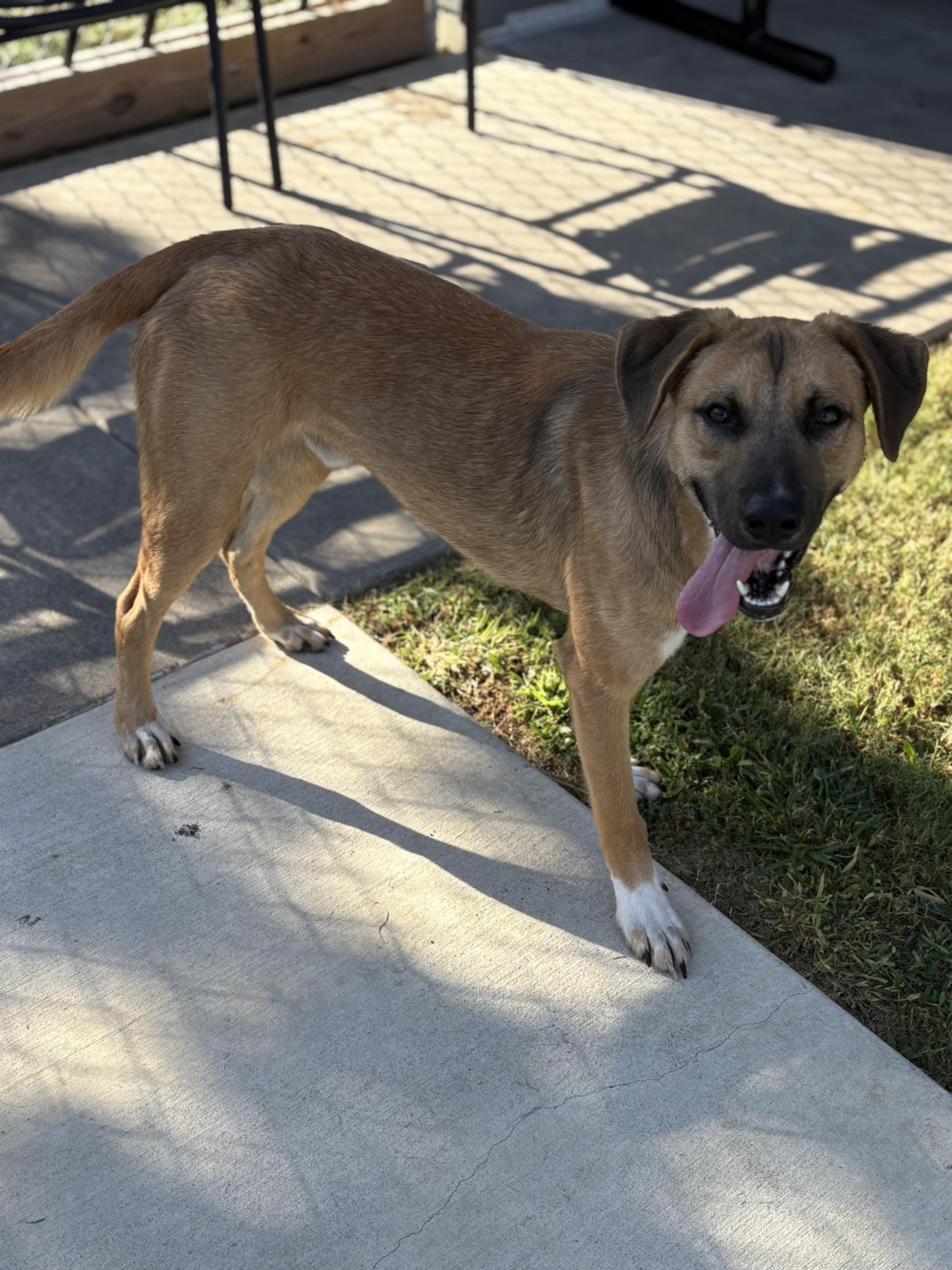 Enlarge Finn, a Adoptable Belgian Shepherd / Malinois in Vancouver, WA image 6/6