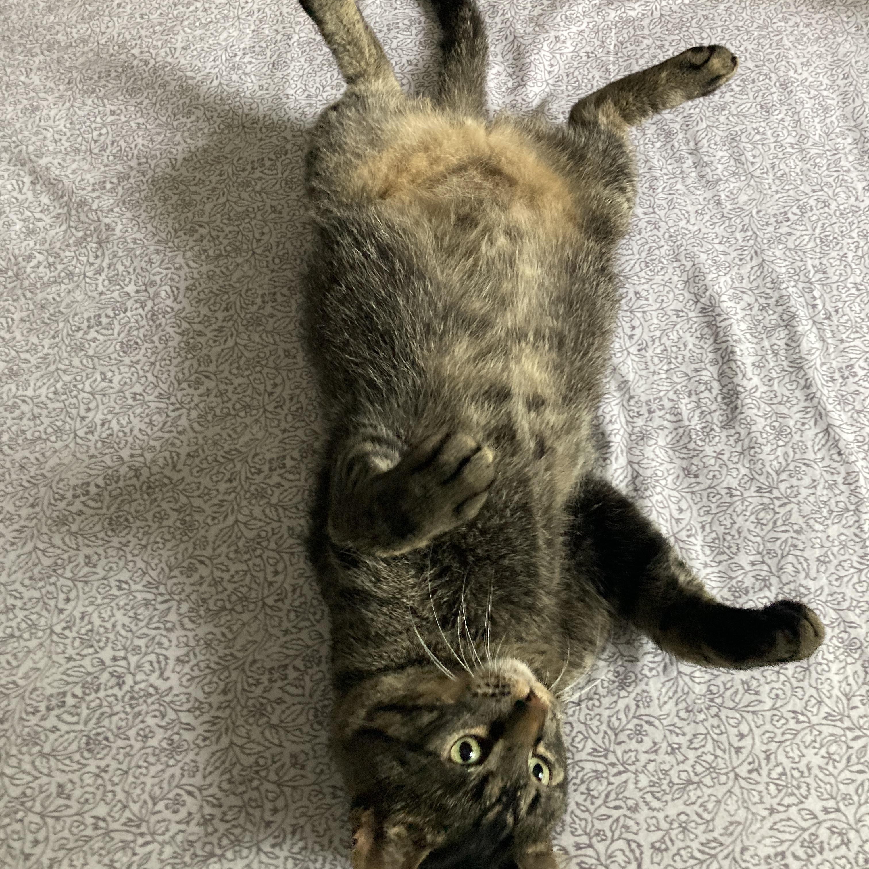 Tiger, a Adoptable mixed breed in Chicago, IL image 3/6