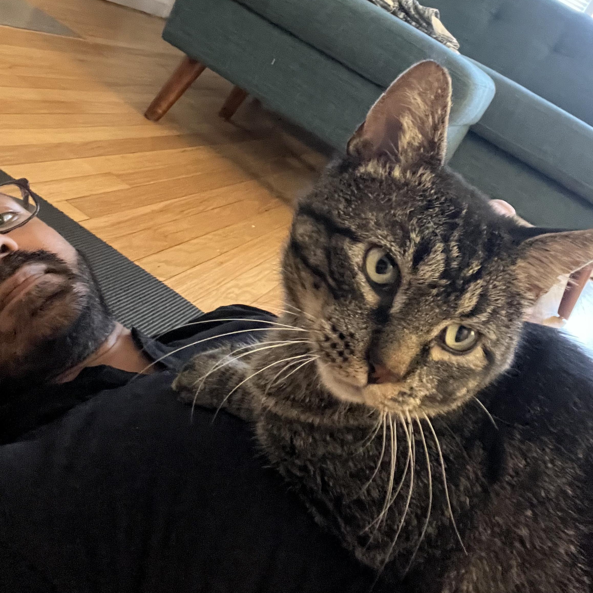 Tiger, a Adoptable mixed breed in Chicago, IL image 4/6