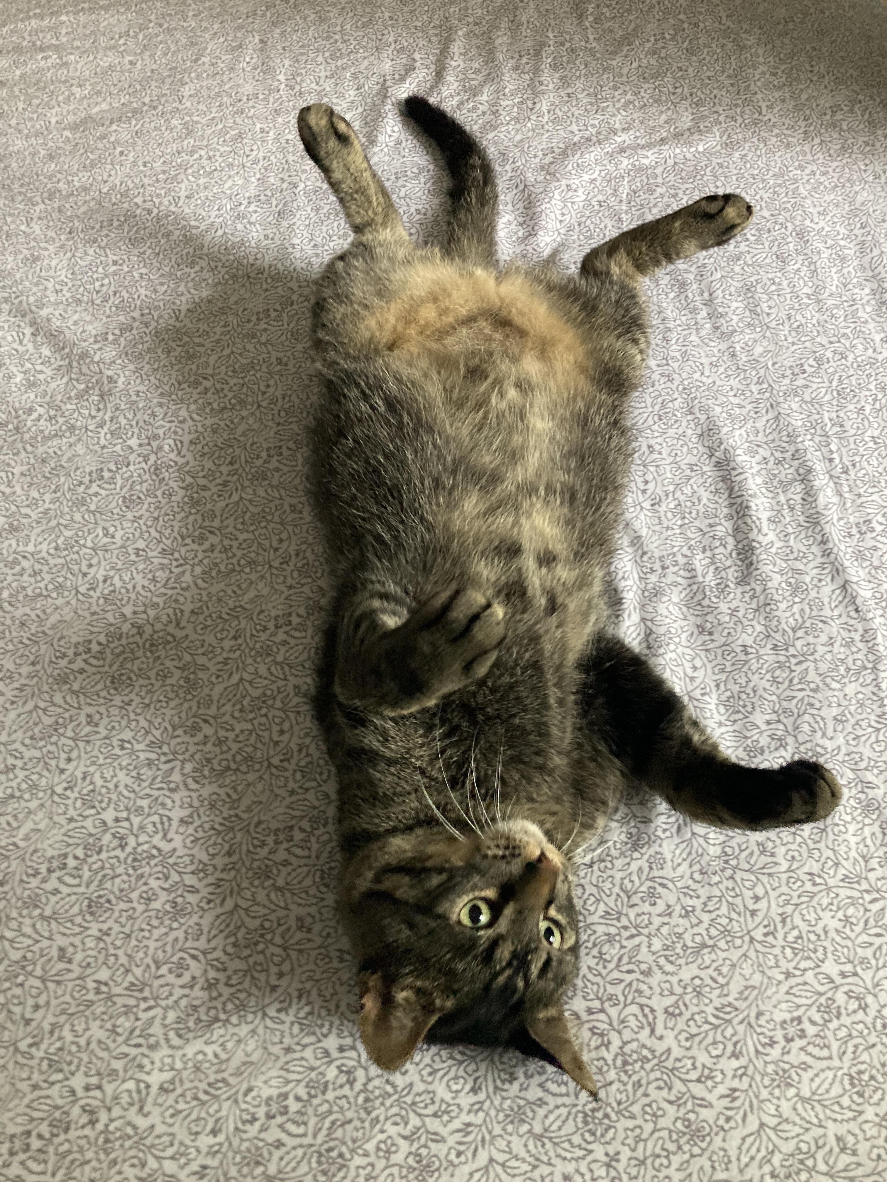 Tiger, a Adoptable mixed breed in Chicago, IL image 6/6