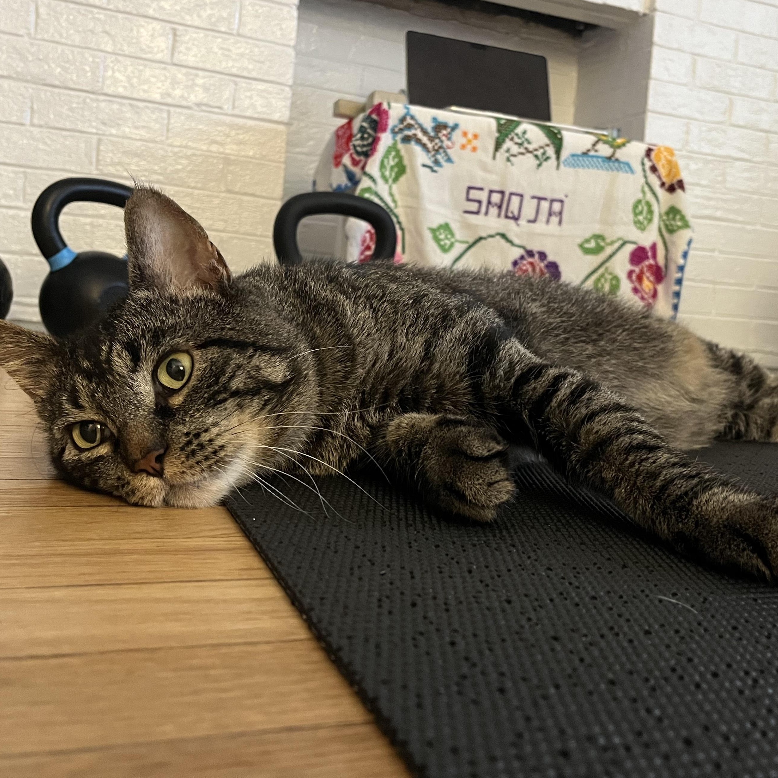 Tiger, a Adoptable mixed breed in Chicago, IL image 5/6