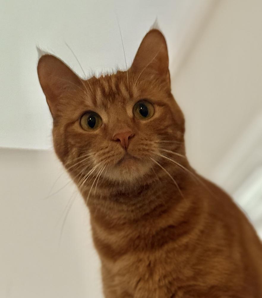 Myth, a Adoptable Domestic Short Hair in Mount Laurel, NJ image 1/6