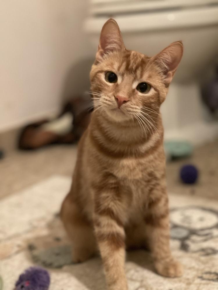 Myth, a Adoptable Domestic Short Hair in Mount Laurel, NJ image 2/6