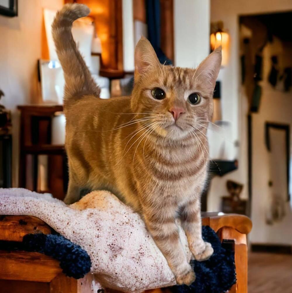 Myth, a Adoptable Domestic Short Hair in Mount Laurel, NJ image 3/6