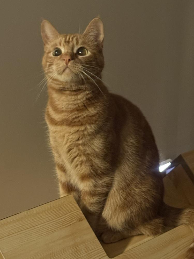 Myth, a Adoptable Domestic Short Hair in Mount Laurel, NJ image 4/6