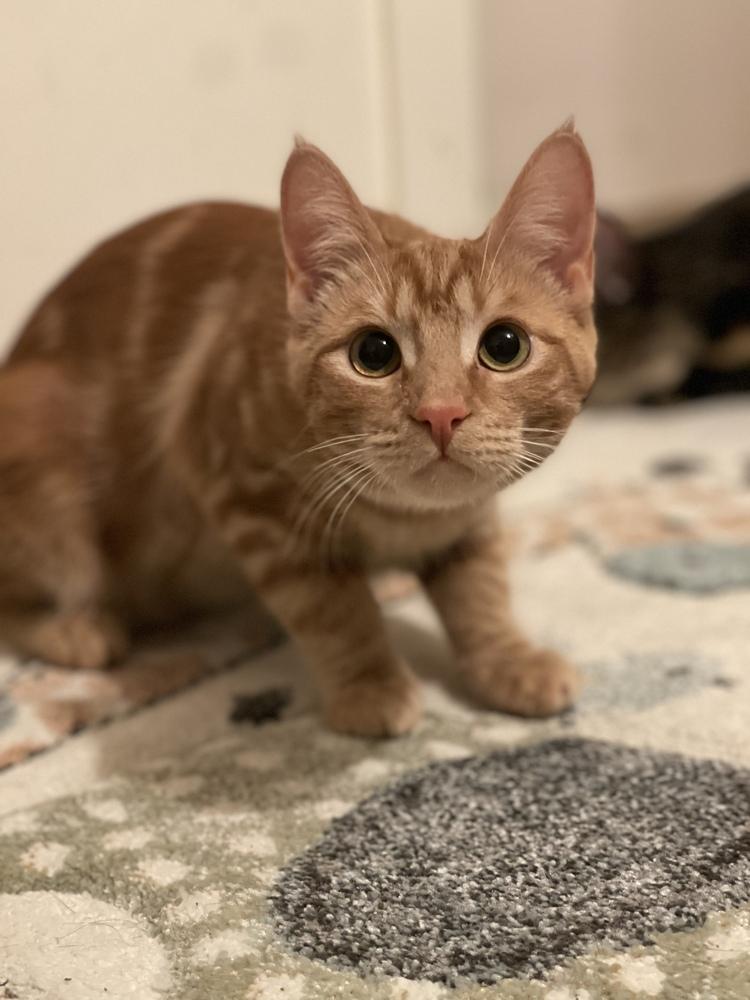 Myth, a Adoptable Domestic Short Hair in Mount Laurel, NJ image 5/6