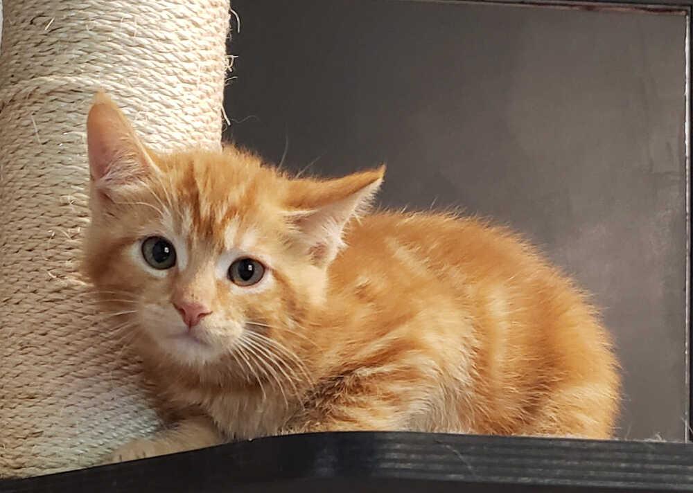 Myth, a Adoptable Domestic Short Hair in Mount Laurel, NJ image 6/6