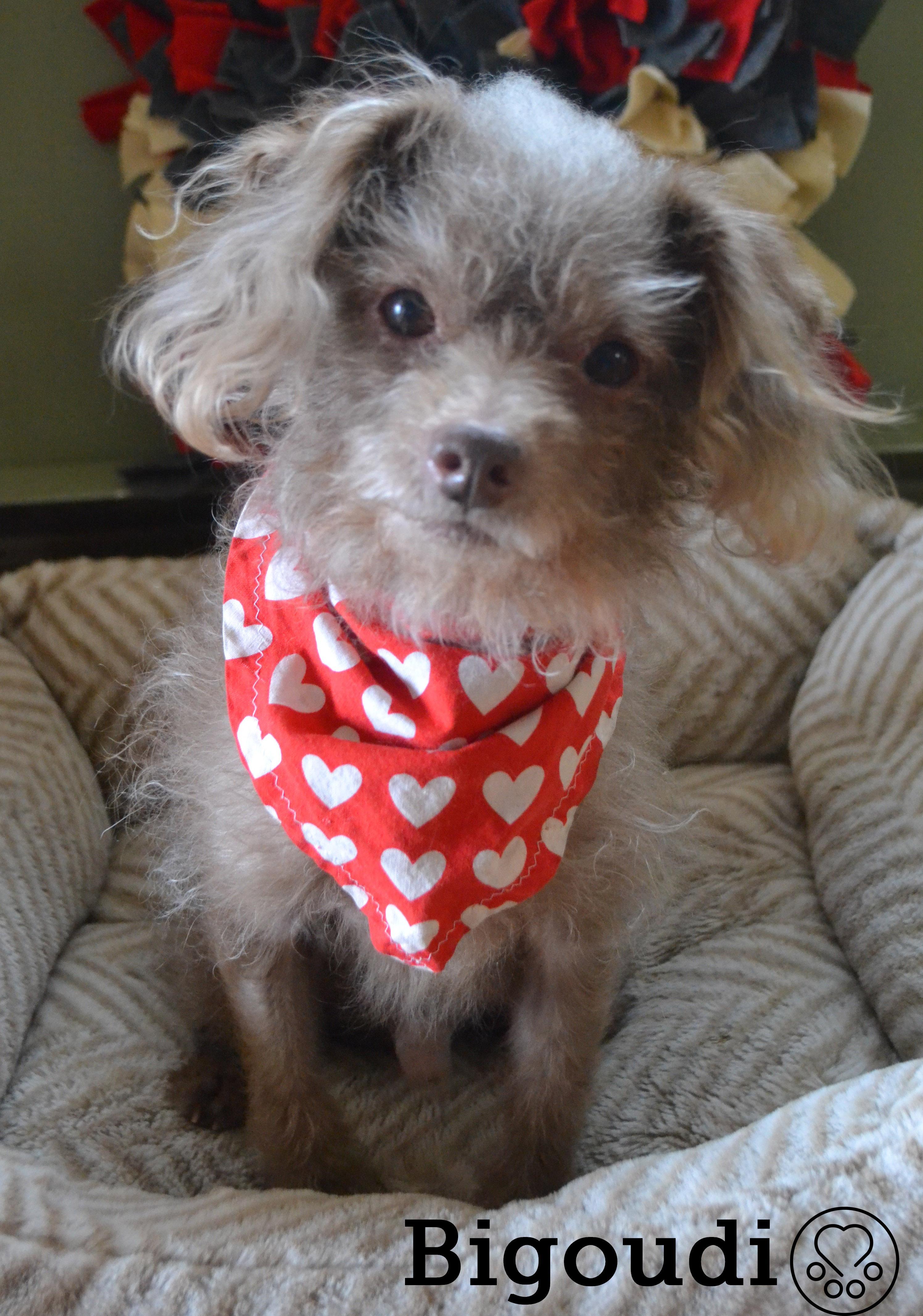 Bigoudi, ADOPTABLE, Senior Male Poodle.