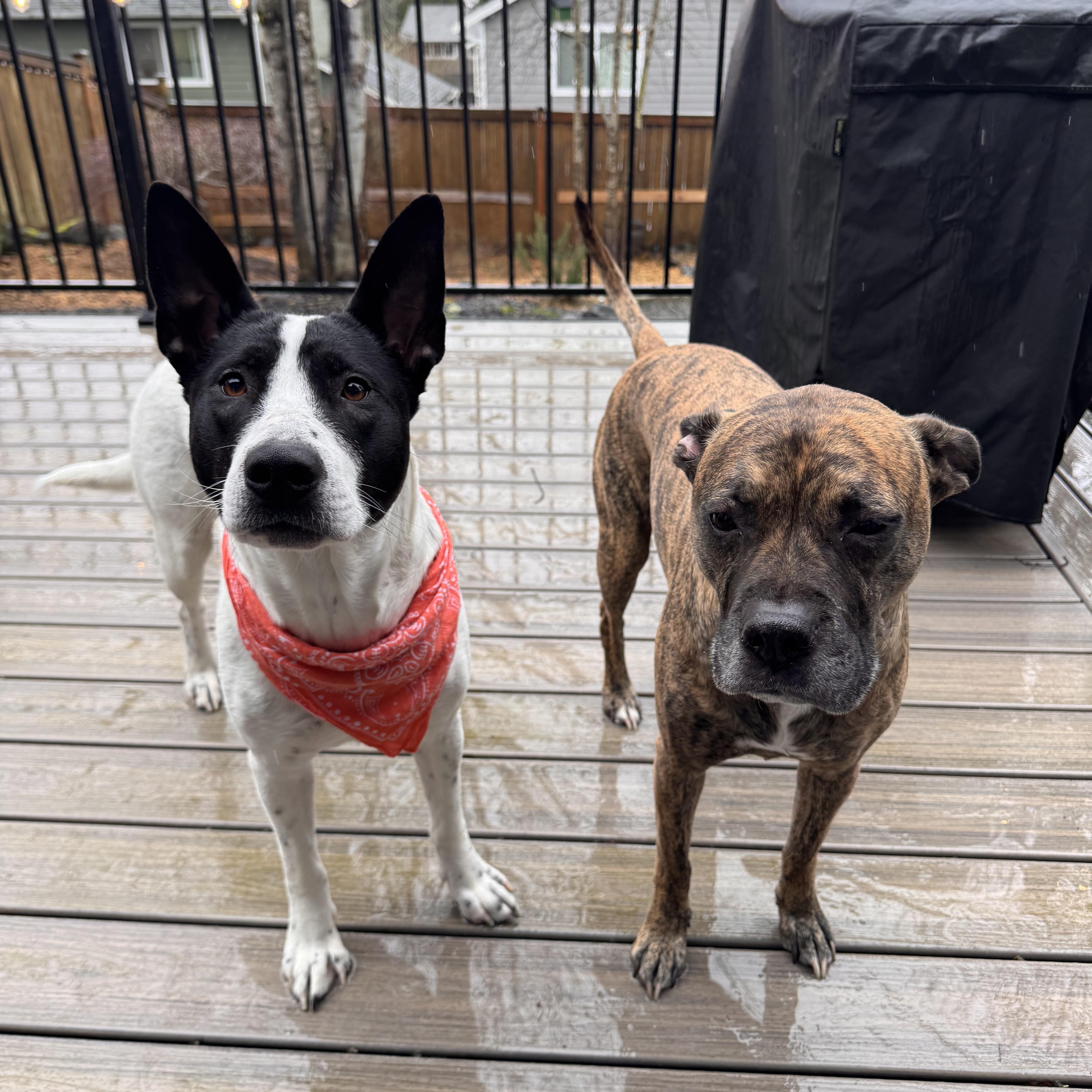 Enlarge Piper , a Adoptable mixed breed in Bellingham, WA image 5/6