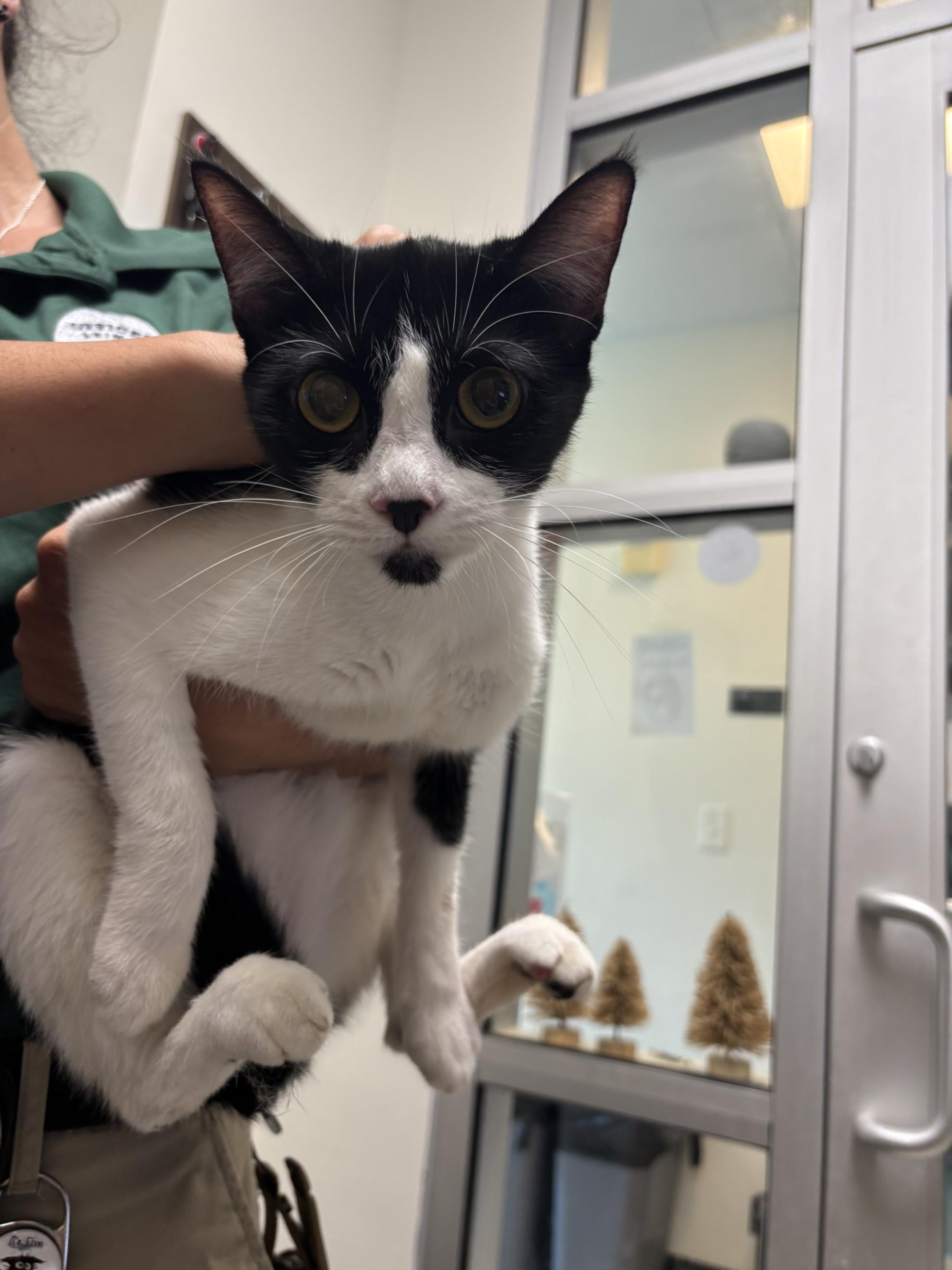Violet A212544