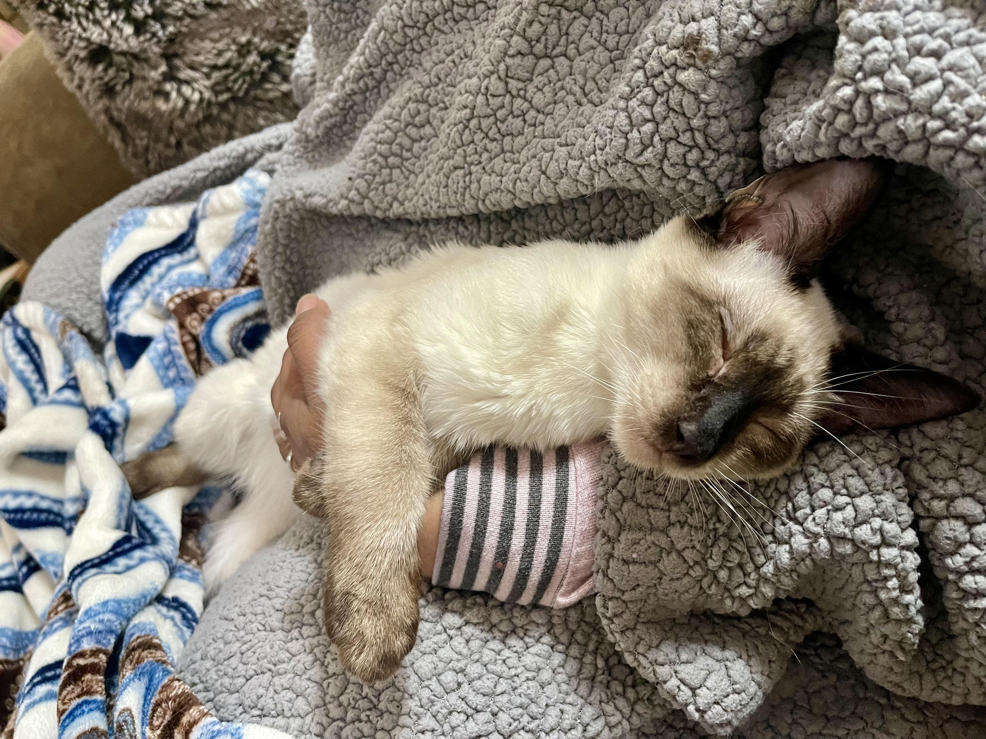 Enlarge Finley, an adopted mixed breed in Brentwood, CA image 2/4