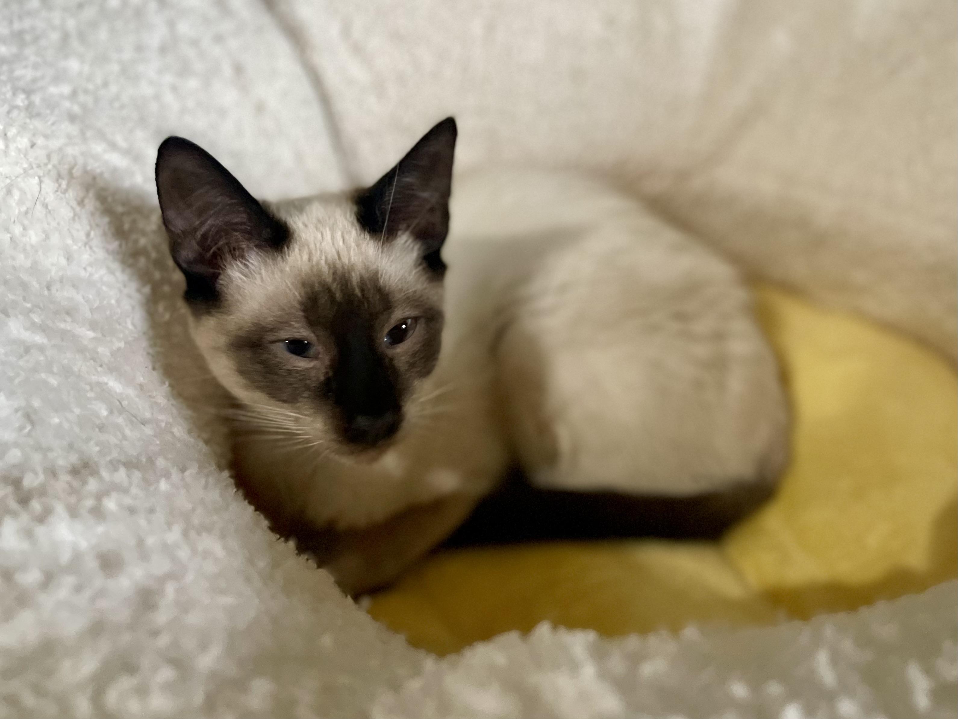 Finley, adopted, Young Male Tonkinese & Domestic Short Hair.