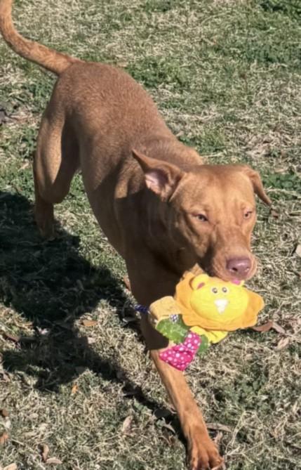 DAISY, Adoptable, Young Female Pit Bull Terrier & Mixed Breed.