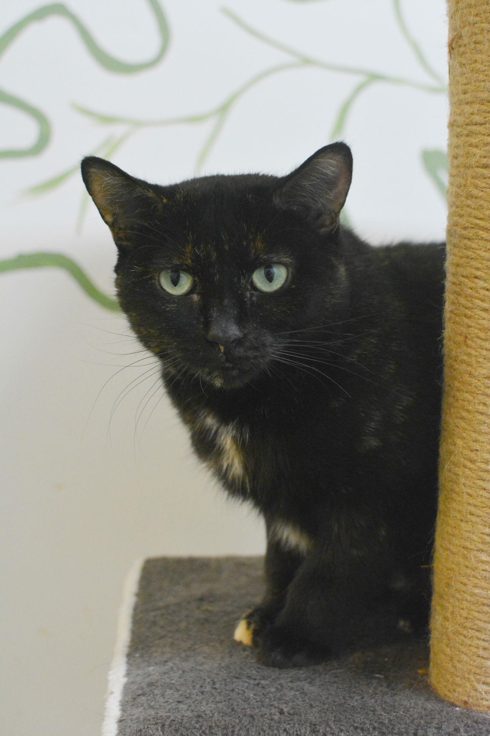 Cadbury, Adoptable, Adult Female Domestic Short Hair.