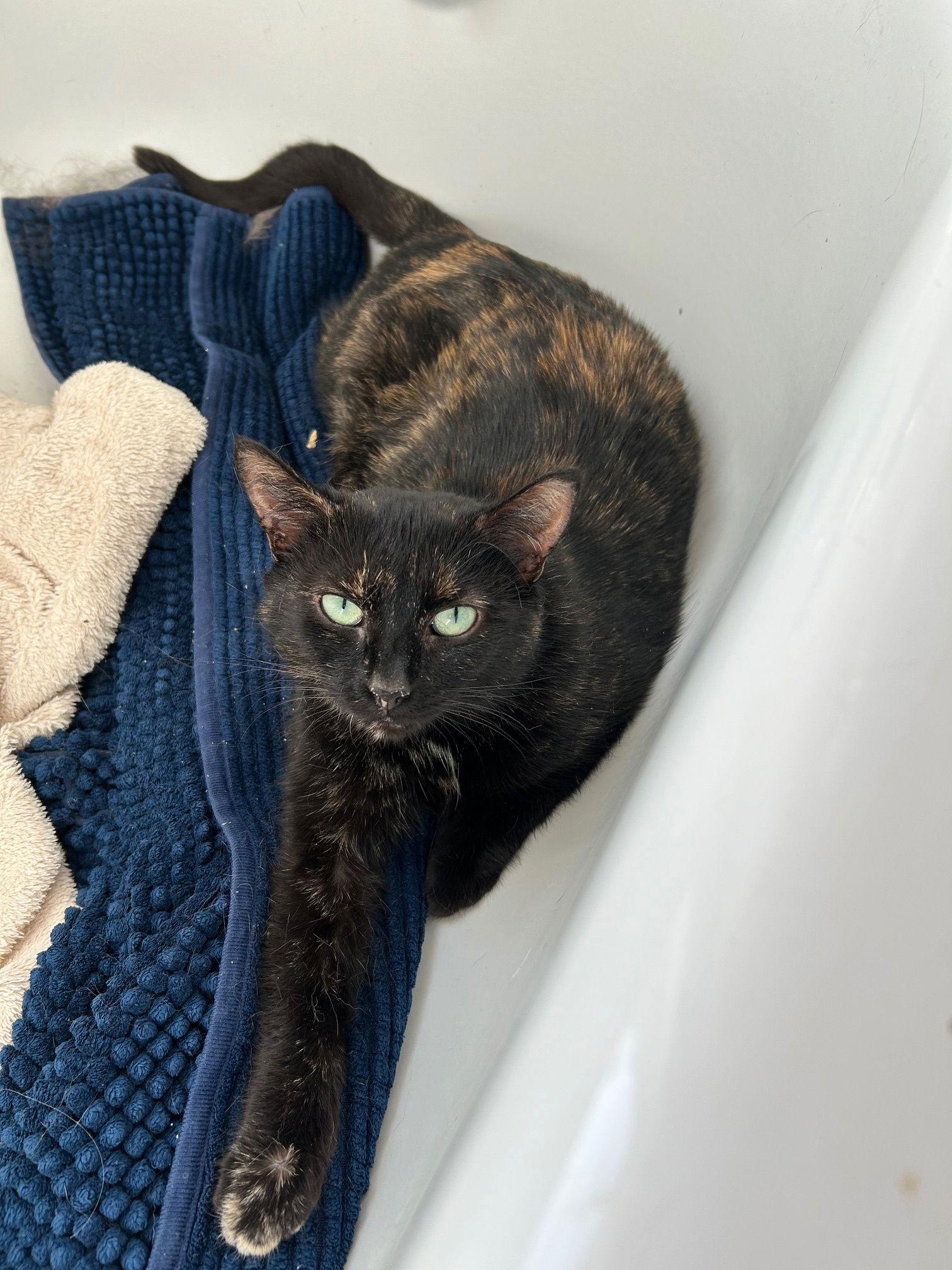 Enlarge Cadbury, a Adoptable Domestic Short Hair in Montreal, QC image 2/3