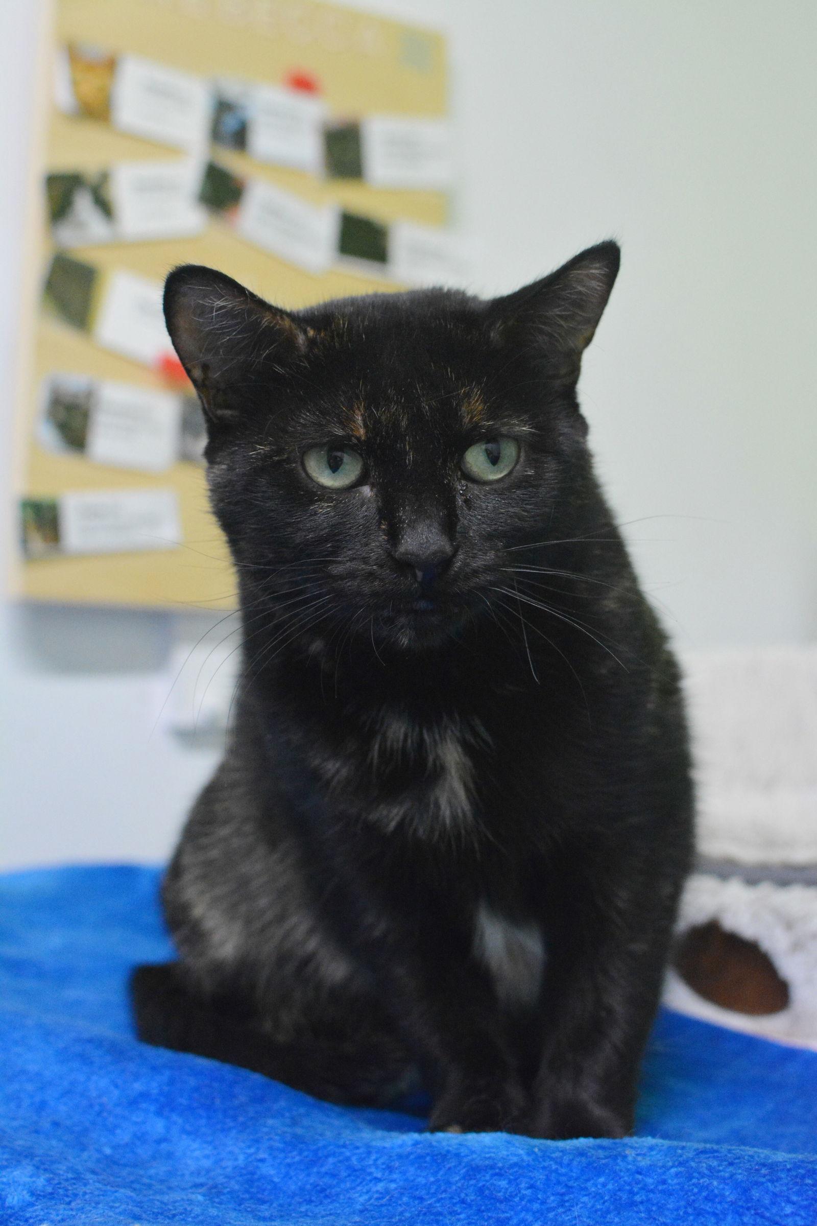Enlarge Cadbury, a Adoptable Domestic Short Hair in Montreal, QC image 3/3