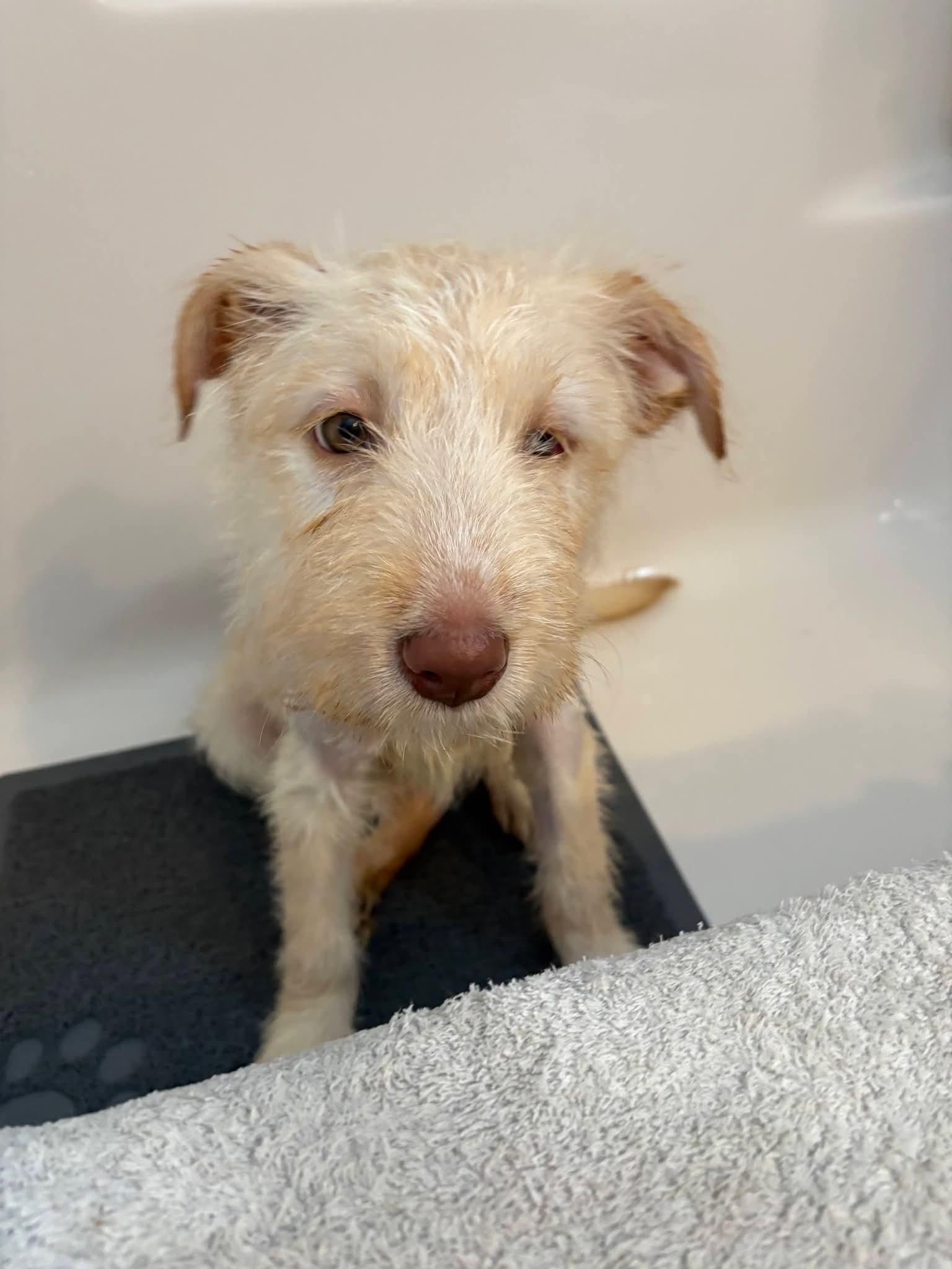 Enlarge Siobhan, a ADOPTABLE mixed breed in Sawyer, ND image 3/5